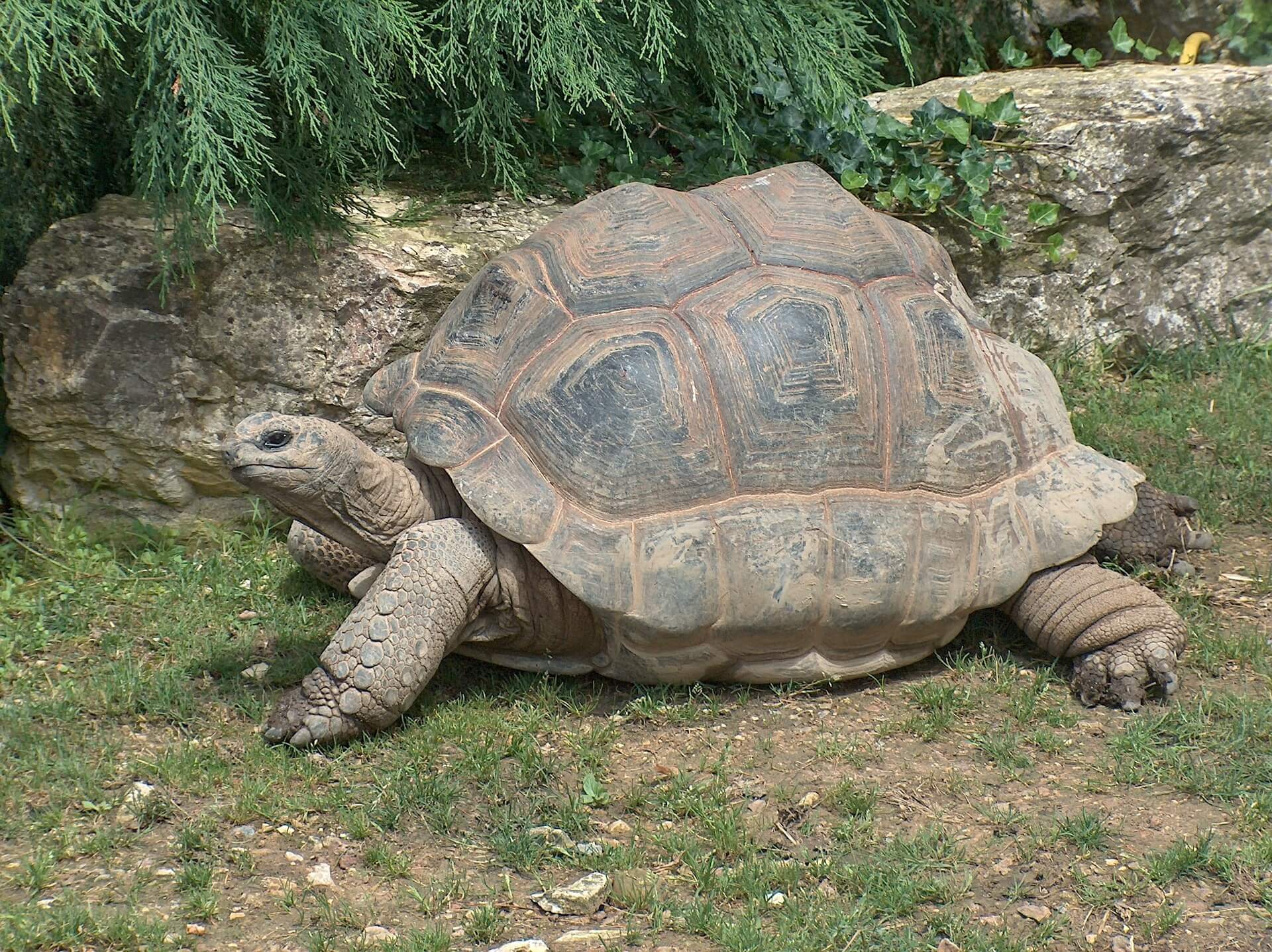 Turtle